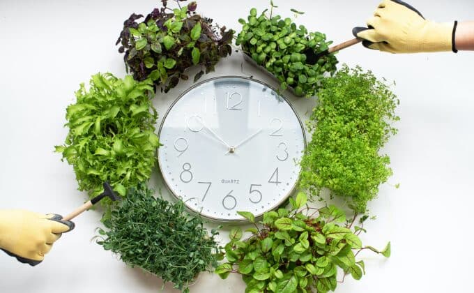 a clock surrounding by green plants